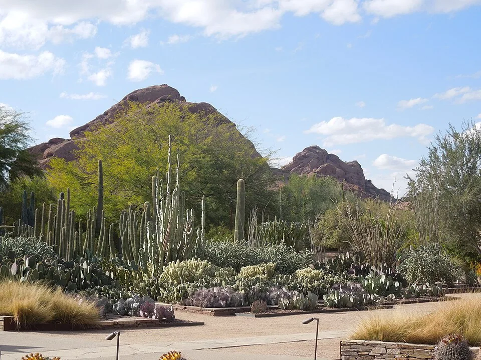 Desert Botanical Garden for Desert Botanical Garden Glow in Phoenix