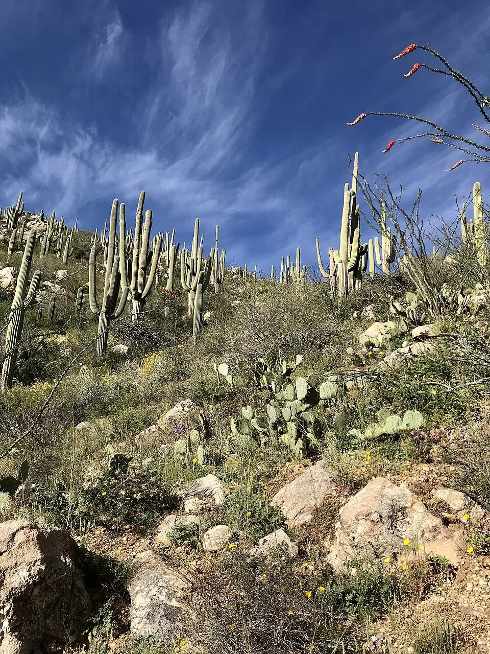 Catalina State Park landscape near Tucson