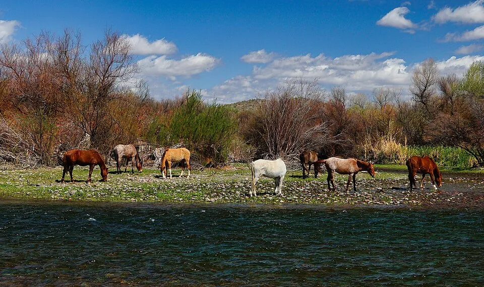 Salt River wild horses for Salt River Morning Float in Mesa