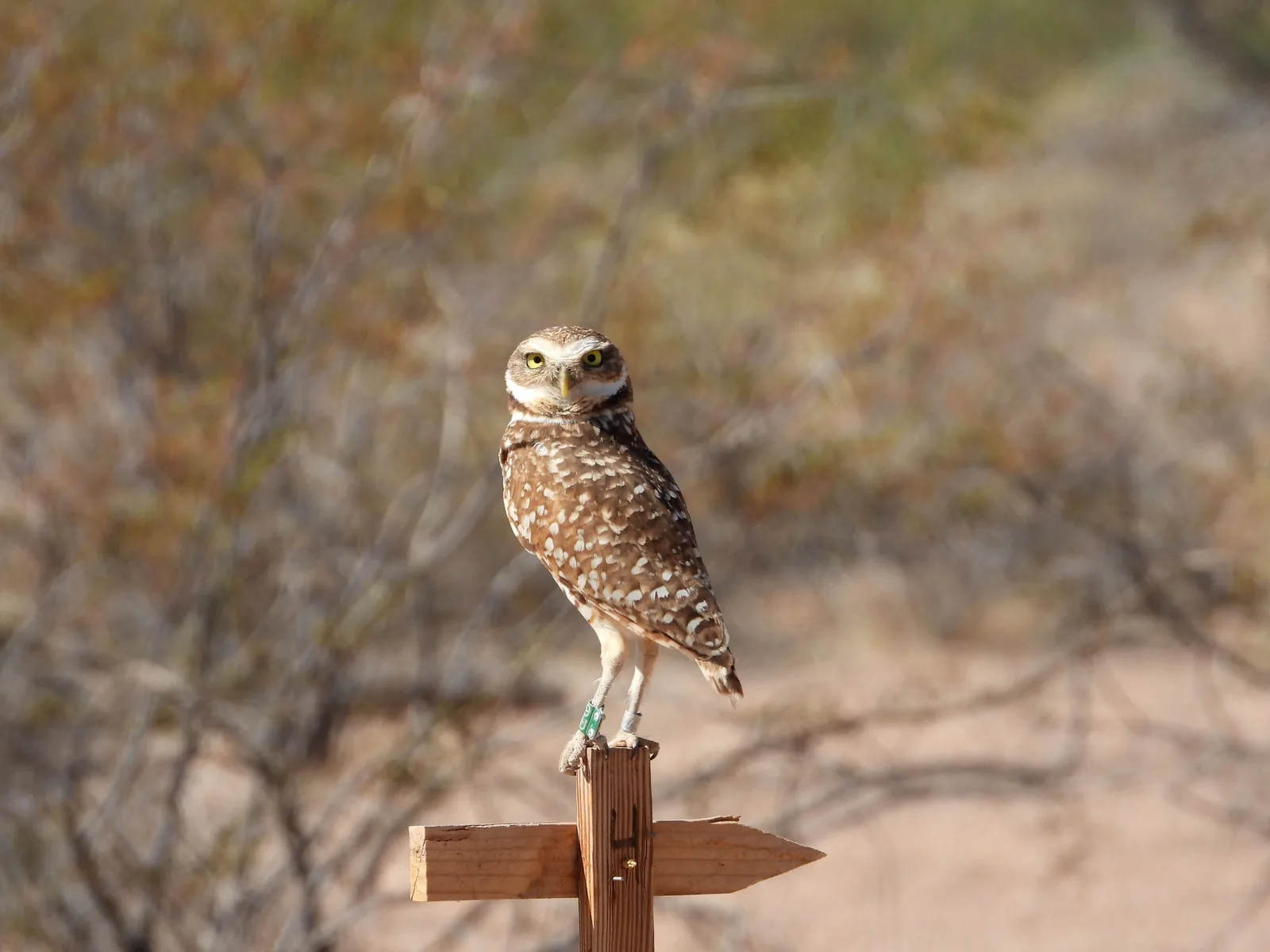 Burrowing owl at Mesquite Wildlife Oasis, from the official Wildlife for Tomorrow Oasis page